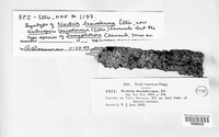 Nectriopsis lasioderma image